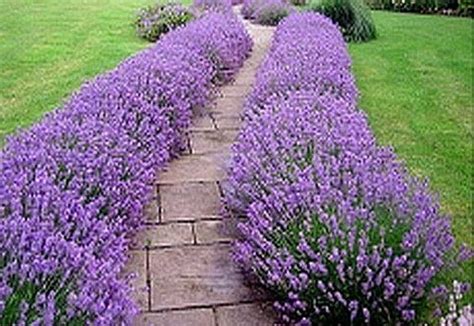 Lavender Path Front Yard Landscaping Lavender Hidcote Plants