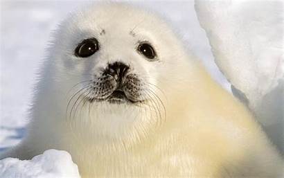 Seal Wallpapers Seals Animal Harp Desktop Backgrounds