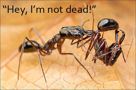One Lucky Soul Why Ants Carry Their Dead And Other Fascinating Facts