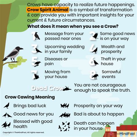 Crow Meaning Crow Symbolism Crow Spiritual Meaning