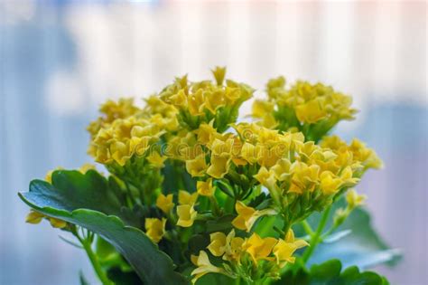 Yellow Kalanchoe Blossfeldiana Flowers Stock Image Image Of Botany