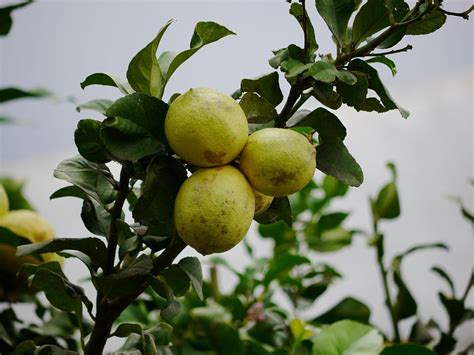Zitronen Wachsen Auch In Deutschland Meine Orangerie Hilft Ihnen