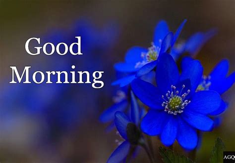 Good Morning Blue Flowers Images