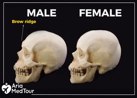 8 Key Differences Between Male And Female Facial Features Carefultrip