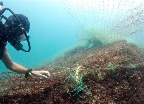 Experts Say 70 Of Nations Coral Reefs Are Damaged Myanmar Water Portal