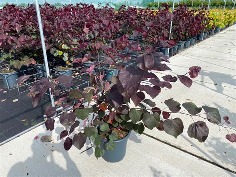 Cercis Canadensis Forest Pansy The Big Plant Nursery