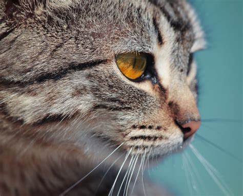 How Often Do Cats Blink And Cat Blinking Meaning Pet Nurture