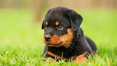 This is one of my most favorite breeds on the planet, but rotties aren't for everyone, as these dogs have unique health, behavioral, and training needs. Tudo sobre cães Rottweiler - Agrosete