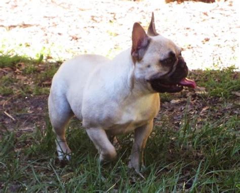 Breeder of quality akc registered french bulldog puppies inquiries welcome, occasional french bulldog puppies available. French Bulldog Puppies - AKC French Bulldogs For Sale to ...