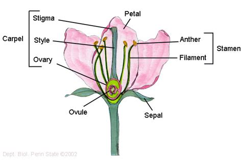 Draw A Well Labelled Diagram Of A Flower