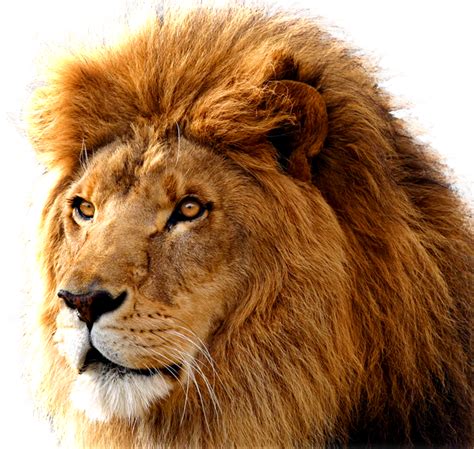 Lion Png Images Free Download Lions