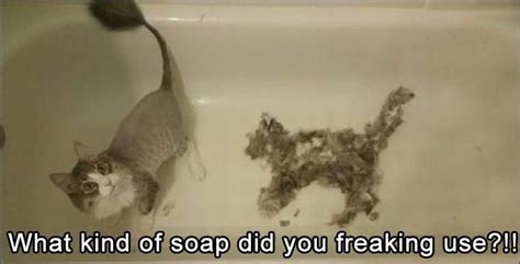 We did not find results for: It's Caturday And We Have Some More New Memes For You - I ...