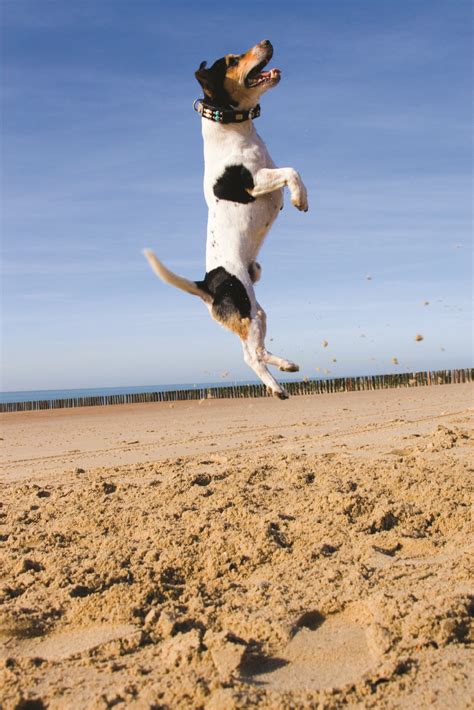 How High Would Your Dog Jump For A Treat Dog Days Of Summer