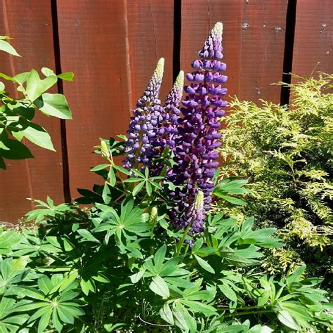 Lupines are a humanoid wolf race, bearing their ears, tail, and fangs. Lupinus Gallery Blue - Lupine - Onlineplantenshop.nl