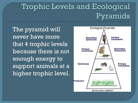 Ppt Trophic Levels And Energy Flow Powerpoint Presentation Free