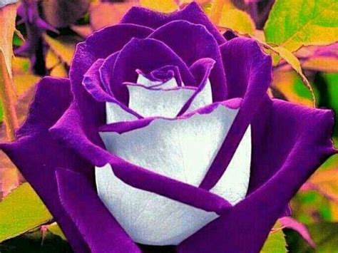 ¡100 Mejores Wallpapers Rosas Moradas Fondos De Pantalla