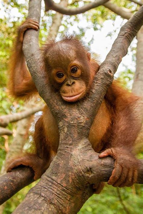 78 Best Images About Love Baby Orangutans On Pinterest