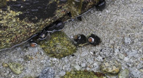 Hermit Crabs In Tidepool Free Stock Photo Public Domain Pictures