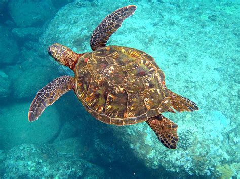 Green Sea Turtles Hawaiian Sea Turtle Green Sea Turtle Maui Bucket