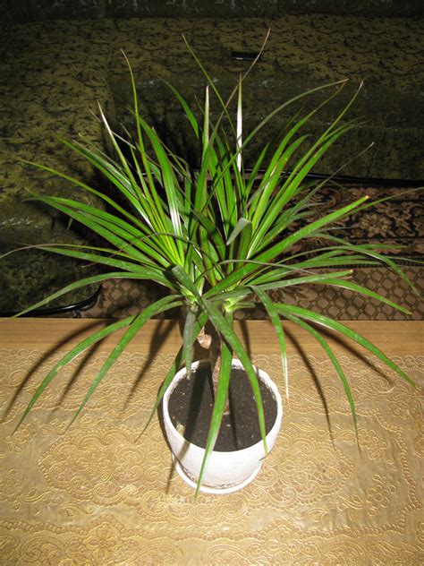 It produces pink to red flowers in summer and it is sensitive to overwatering in winter. Is It True that Dracaena Poisonous to Cats and Dogs Is?