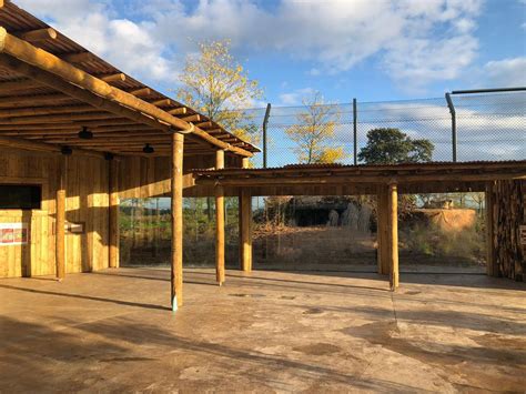 Gallery First Look At Chester Zoos New Lion Habitat Cheshire Live