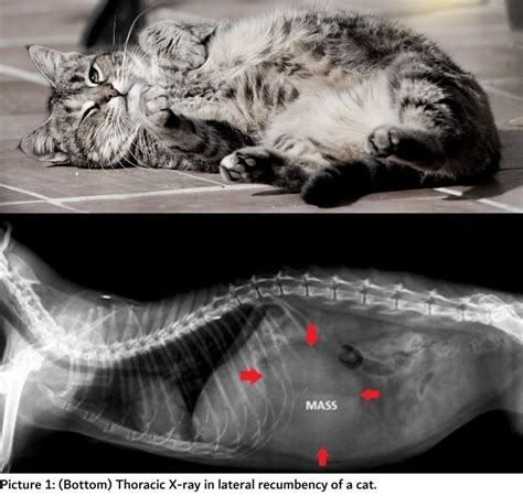 Liver Tumor In Cat