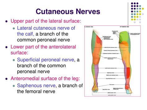 Superficial Femoral Cutaneous Nerve