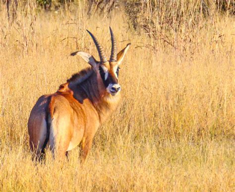 Cannundrums Roan Antelope