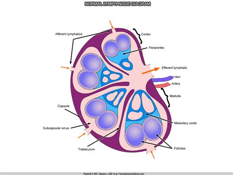 Hematologyoutlines Atlas