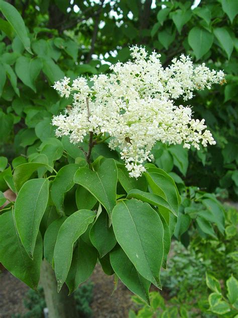 Reticulata at the arnold arboretum in boston was planted in 1876. Garden Housecalls - Japanese tree lilac