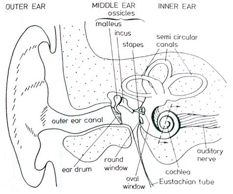 Parts Of The Ear Drawing At Getdrawings Free Download