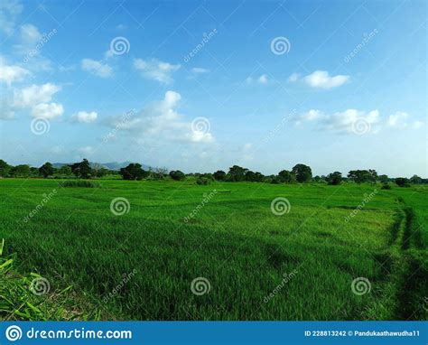 Paddy Field In Sri Lanka Stock Photo Image Of Morning 228813242