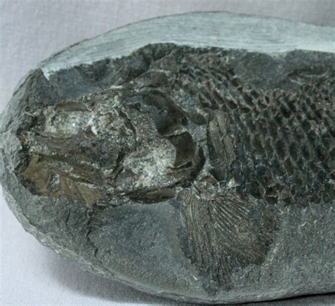Fossil Fish Of The Permian Triassic Transition