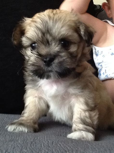 Mom and puppies are doing good. Mal-shi (Maltese X Shih Tzu Mix) Temperament, Puppies ...