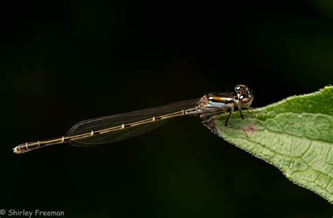 Brown Damselfly Macro Close Up Critiques Nature Photographers Network