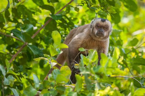 Brown Capuchin Monkey | Sean Crane Photography