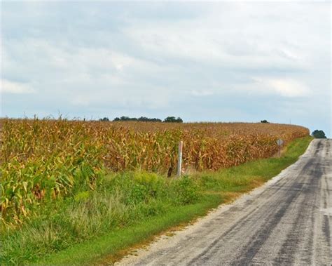 Indiana Corn Fields In September