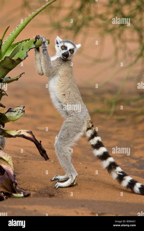 Ring Tailed Lemur Madagascar Stock Photo Alamy
