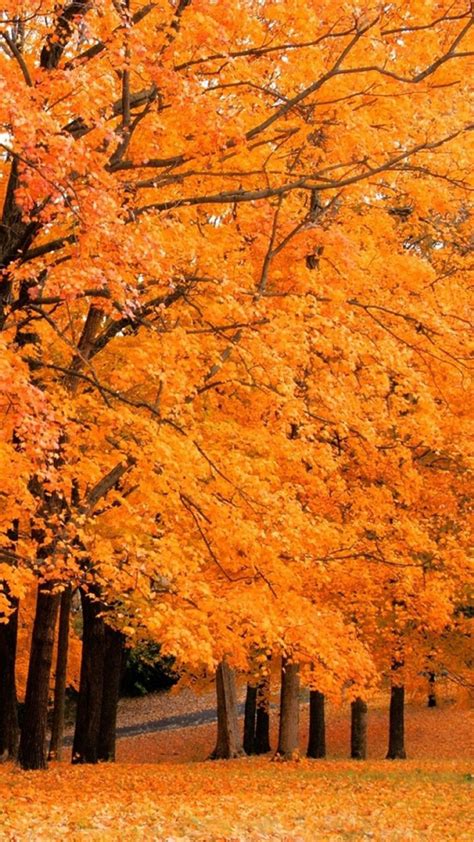Iphone Autumn Leaves Wallpaper Hd Gambar Wallpaper Keren