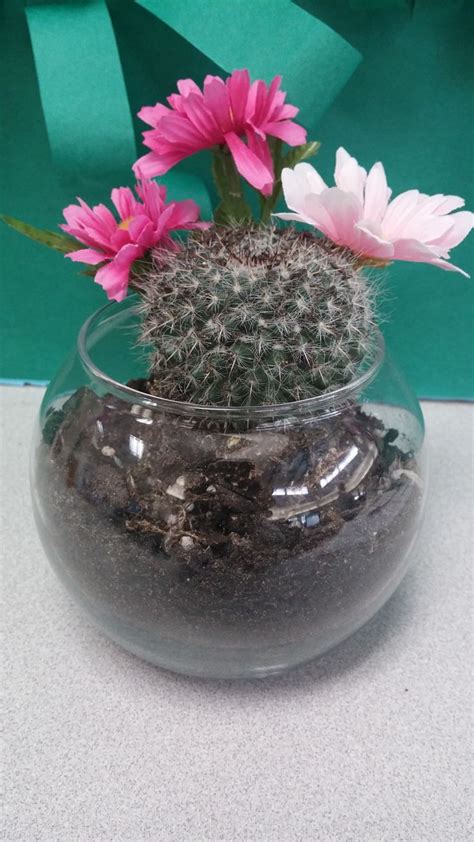 Mini Cactus Terrarium Using Candle Holder From Dollar Tree And Small