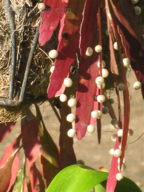 Rhipsalis are a favorite jungle cactus of mine; PlantFiles Pictures: Pseudorhipsalis Species, Red ...