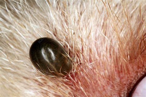 Tick On A Dogs Skin Stock Image Z4450444 Science Photo Library