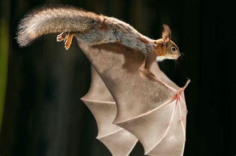 Cute Flying Squirrel Flying Squirrels
