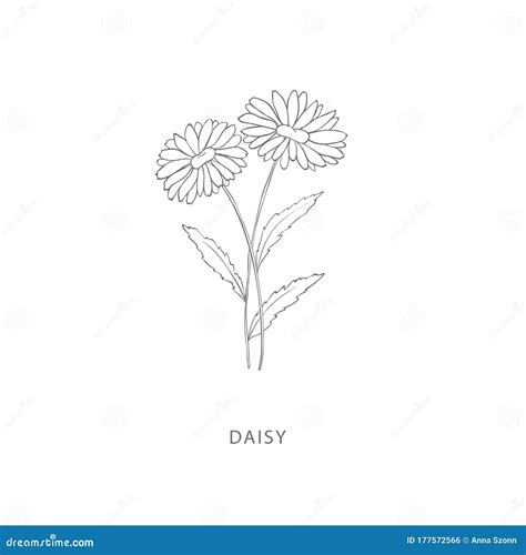 Hand Drawn Daisy Flower Plant Design Elements Stock Vector
