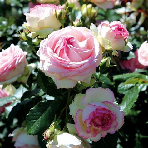 Strauchrose Eden Rose 85 Strauchrose Sträucher Englische Rosen