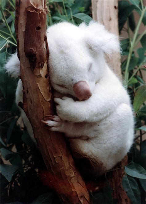 42 Photos Of Rare Albinos From The World Of Animals Wow