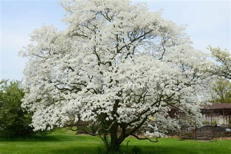 What Kind Of Trees Have White Flowers In The Spring Gardeninghow