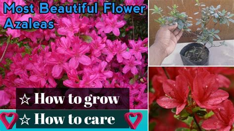 How To Grow Azaleas In Pots How To Care For Azaleas Youtube