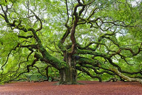 Live Oak Description Planting And Growing