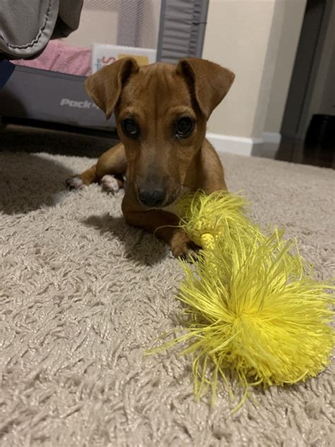 With a curious nature, dachshund puppies are ready to test your boundaries and explore their new home with you. Jack Russell Terrier Puppies For Sale | Vancouver, WA #330557